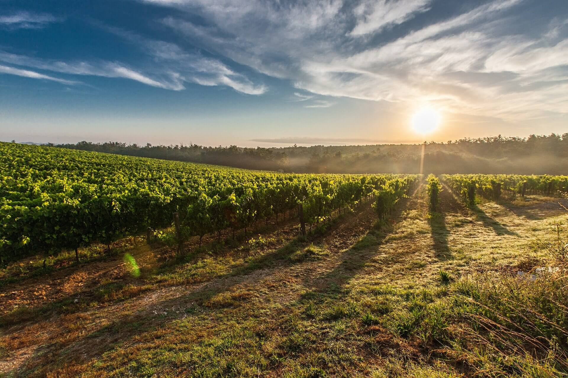 Le vignoble biterrois