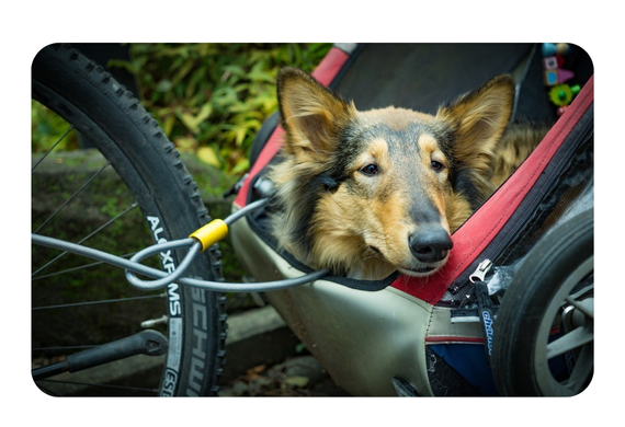 Partir à vélo avec son chien